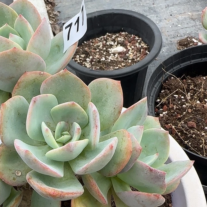 M**717白凤脱土发货叶片有瑕