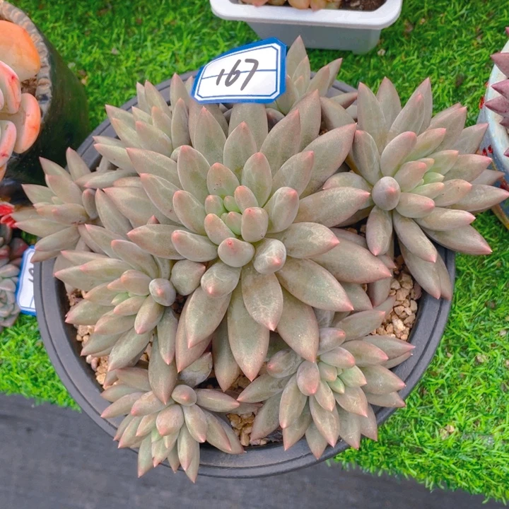 谢谢你的支持00000065