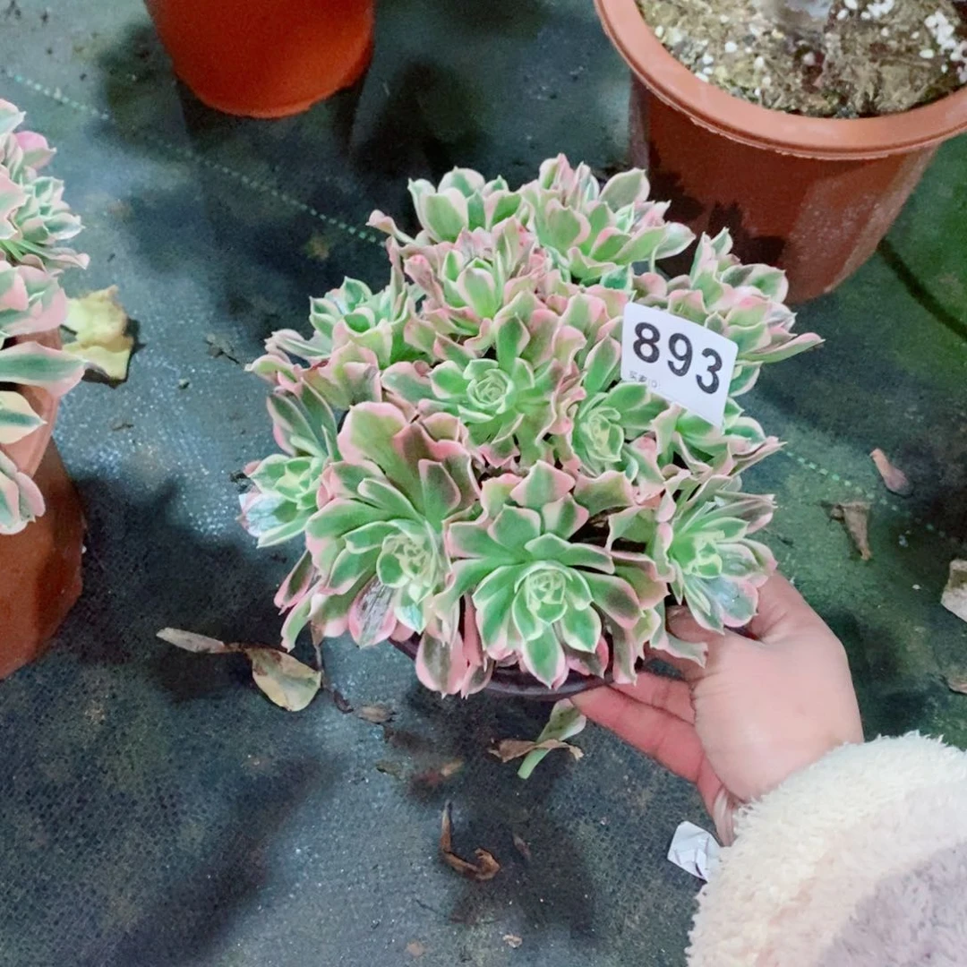 金****8白凤893多肉1111小棵