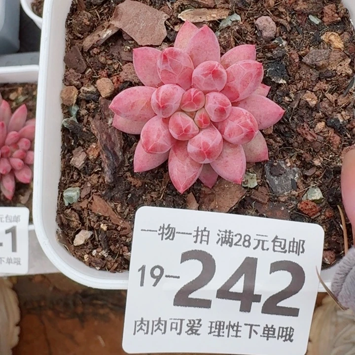 金鱼姬多肉无盆土发货多