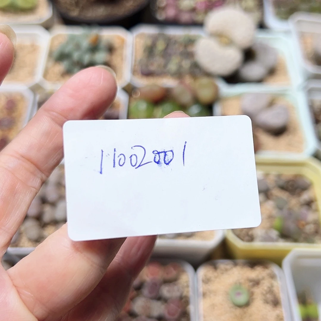无花朵初**见110200/拿铁多肉植物馆