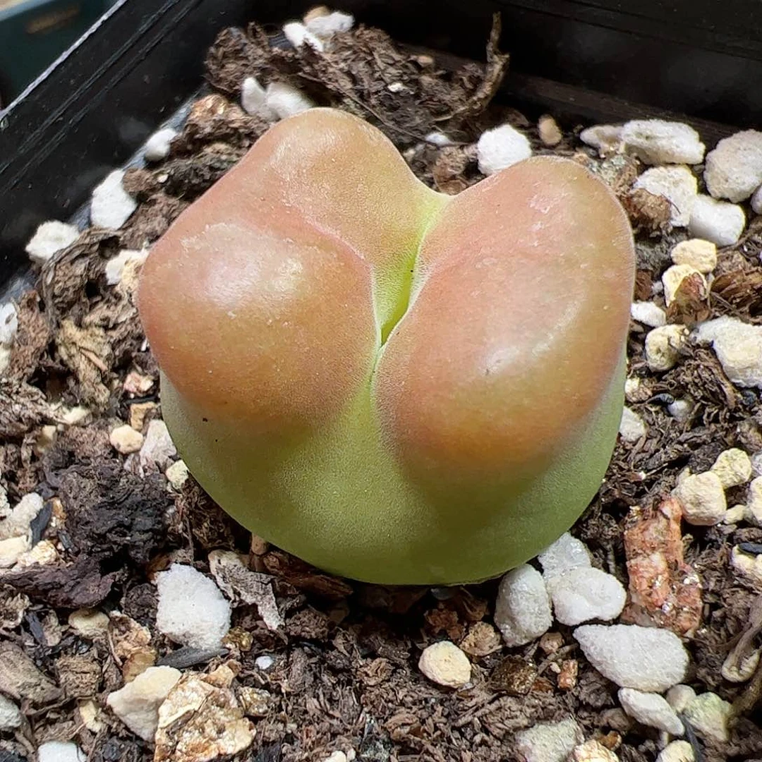 【闪购商品】460 撅嘴水蜜桃