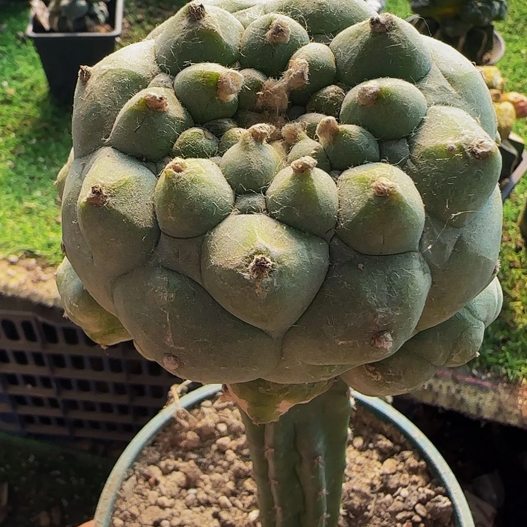 白肌凸尤仙群590微瑕疵