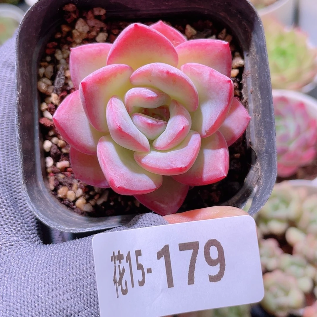 花利美15-179草莓泡芙