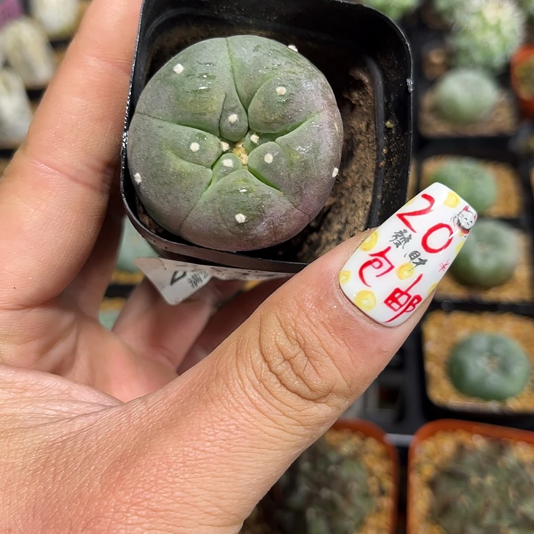 25342一物一拍单头发货