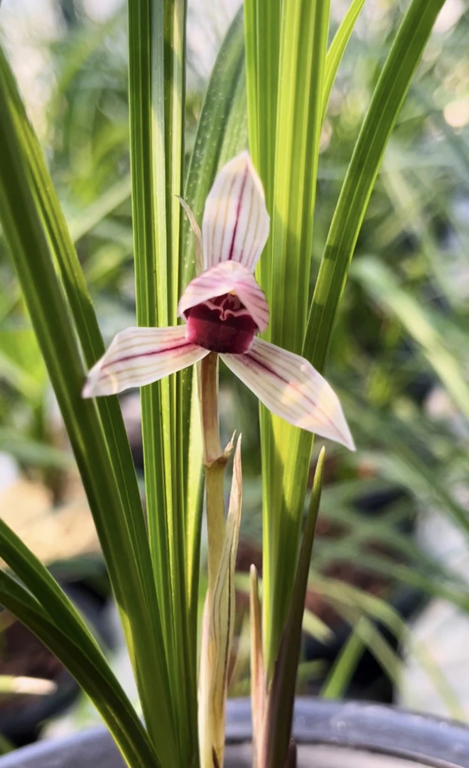 莲瓣兰小名品补差价