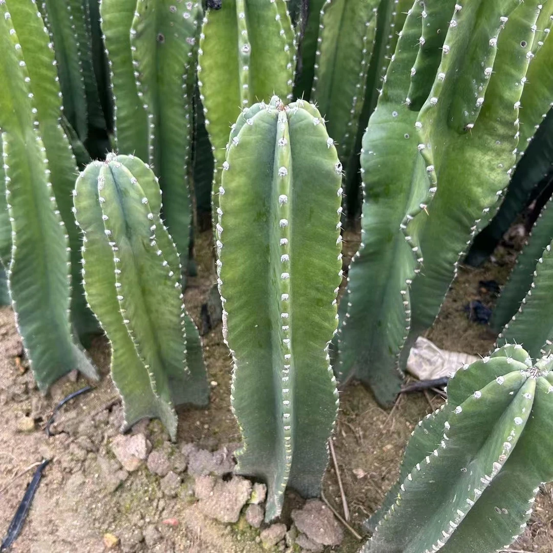 有根秘鲁苹果80厘米 仙人球夏型种绿植盆栽桌面阳台办公室摆件