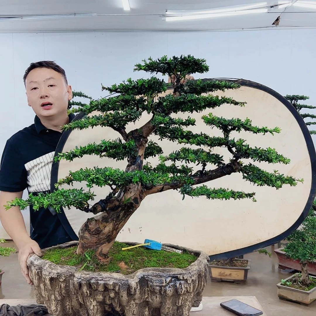 无花朵用****9盆景制作过程非常