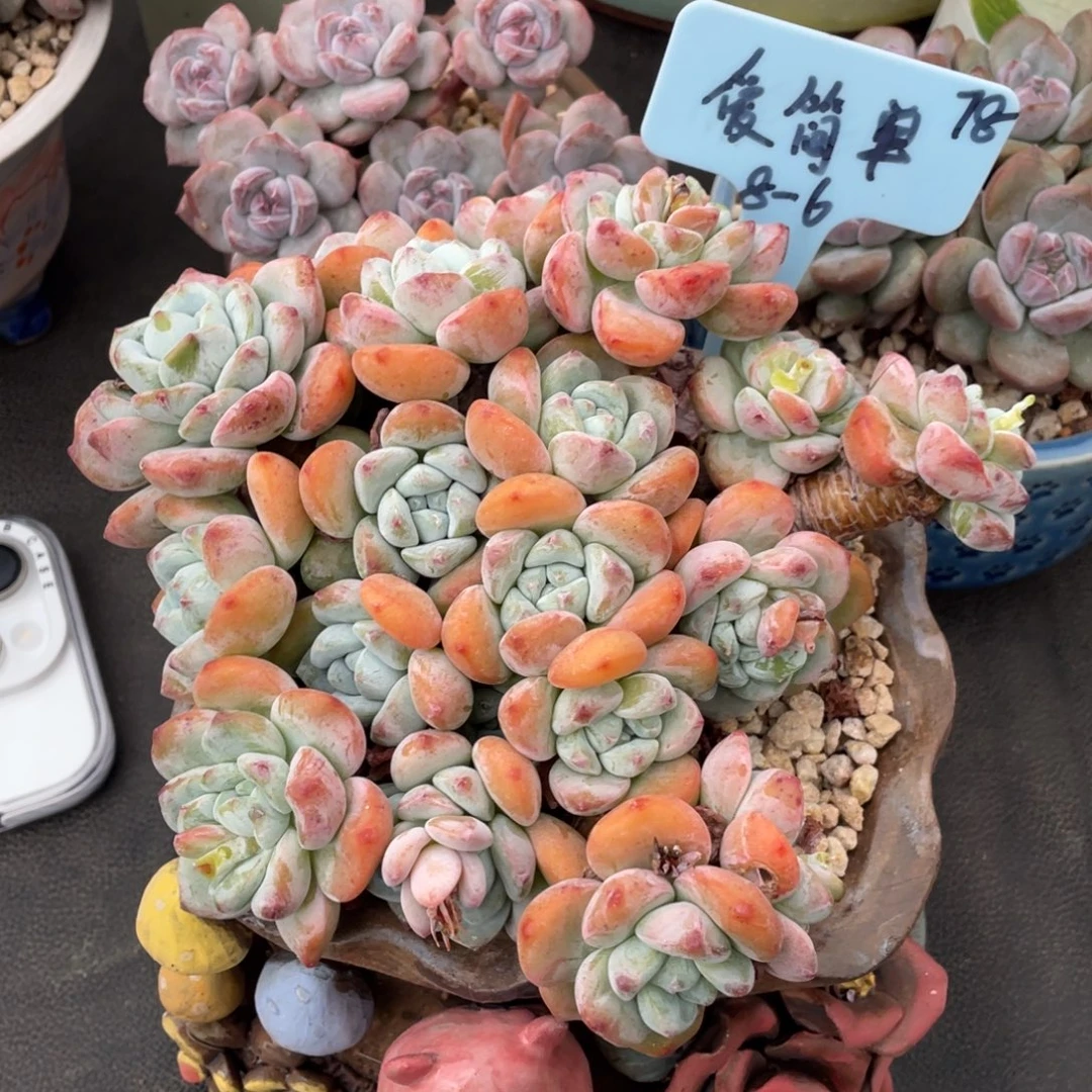 爱简单冷香多肉植物