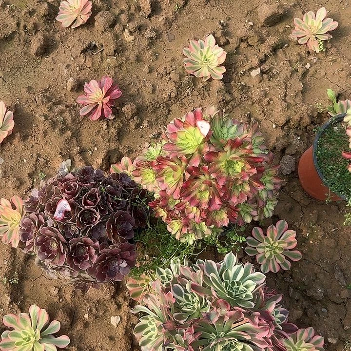 多肉植物绍华10无售后