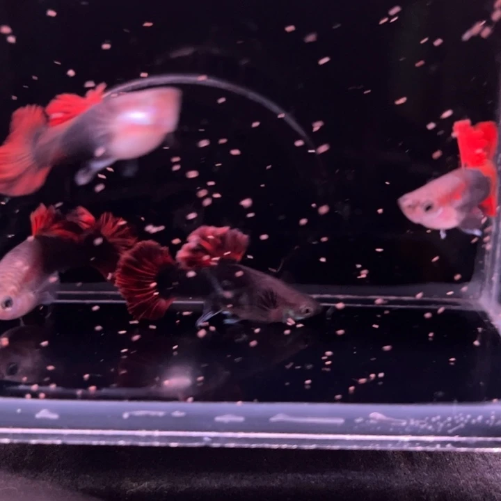 孔雀鱼爆绒折扇2对