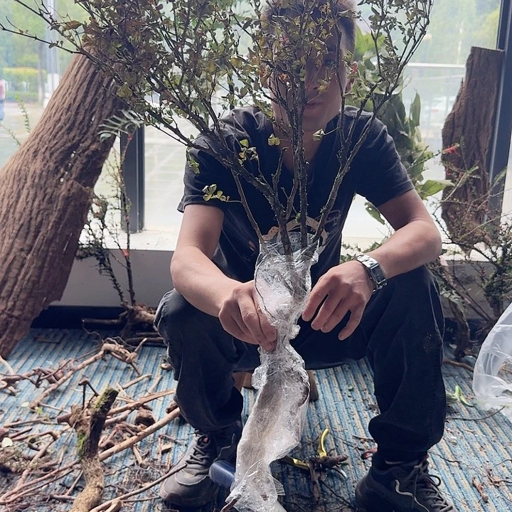 无花朵贵州刺梨一颗