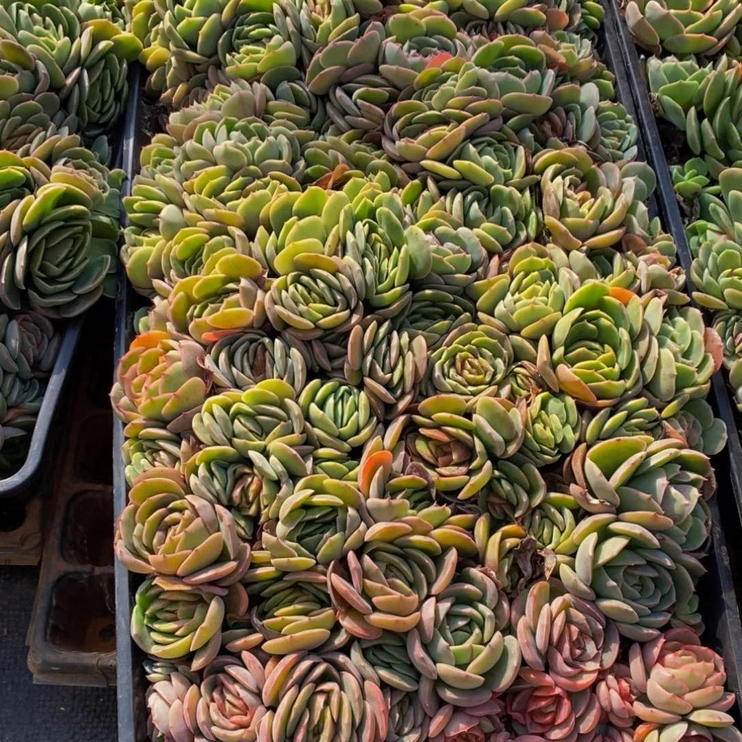 幸**人281多人多肉植物保护研究所