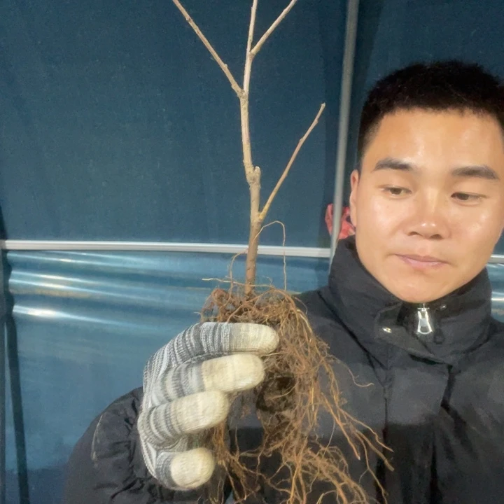 雪之辉海棠花一颗