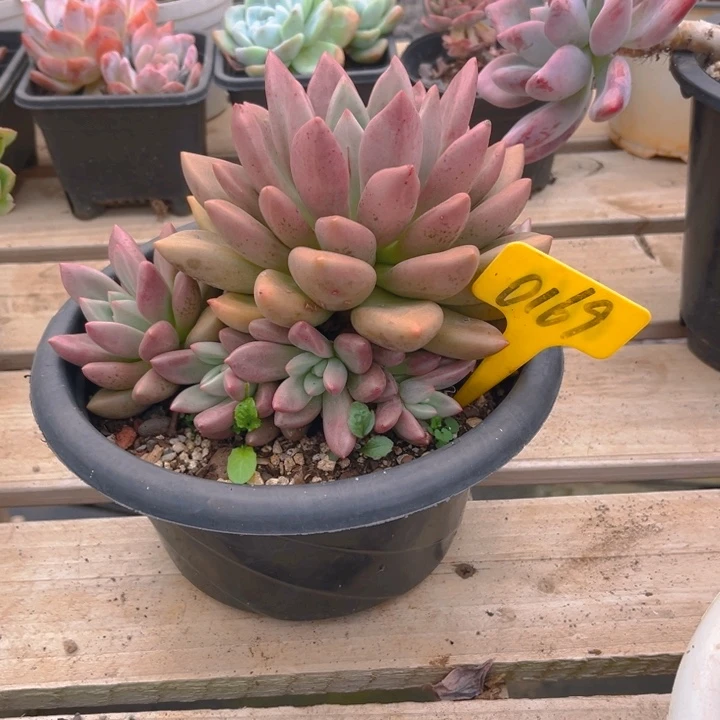 桃花源多肉植物0169