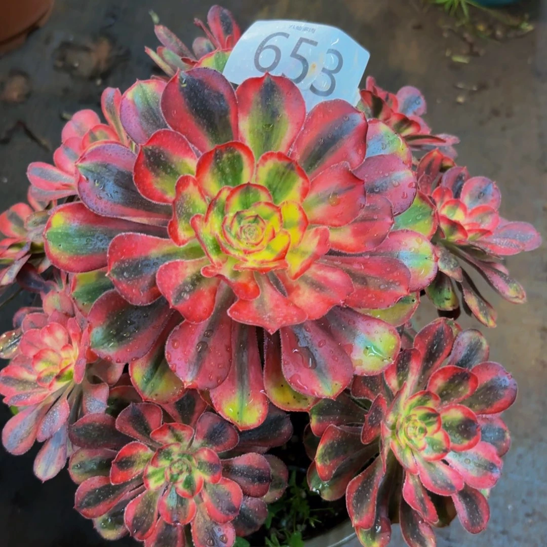 653多肉植物初恋法师