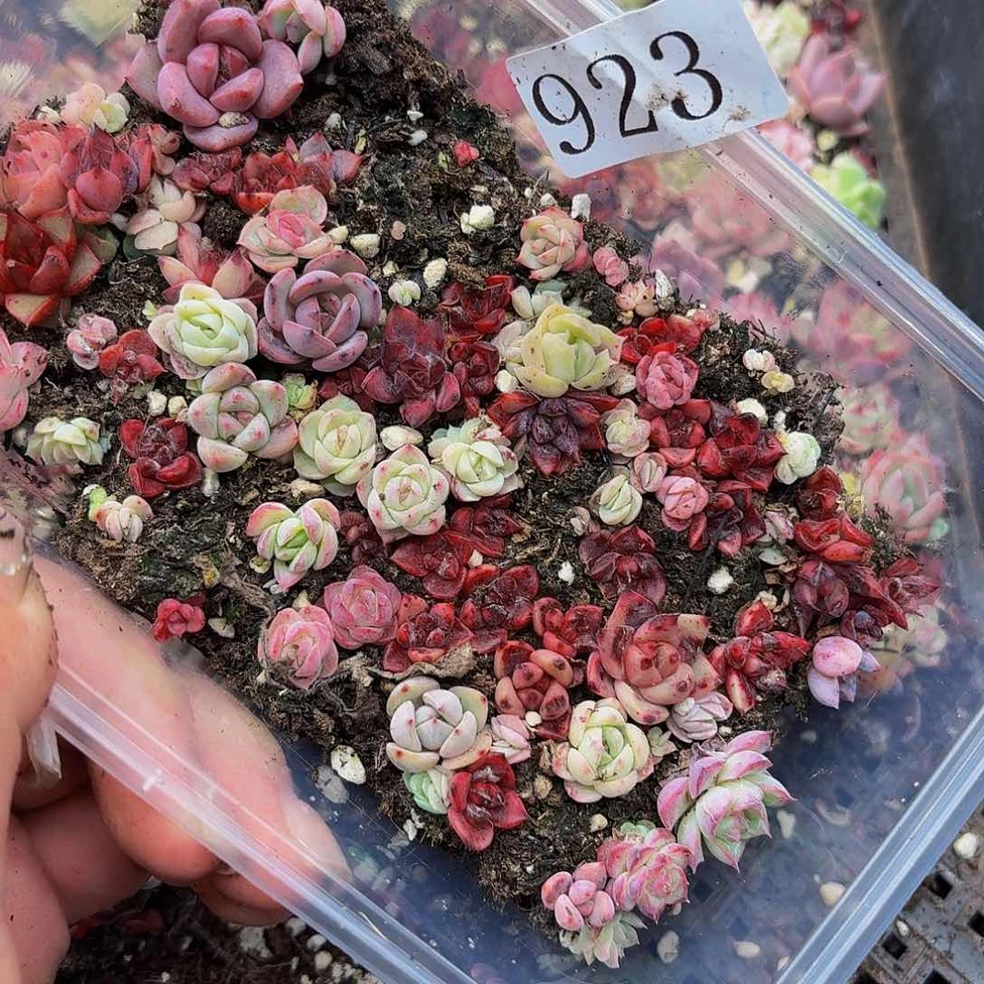 多肉植物多肉植物923