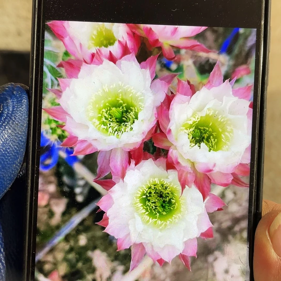 Cc158侧芽歪5公分左右满18包邮