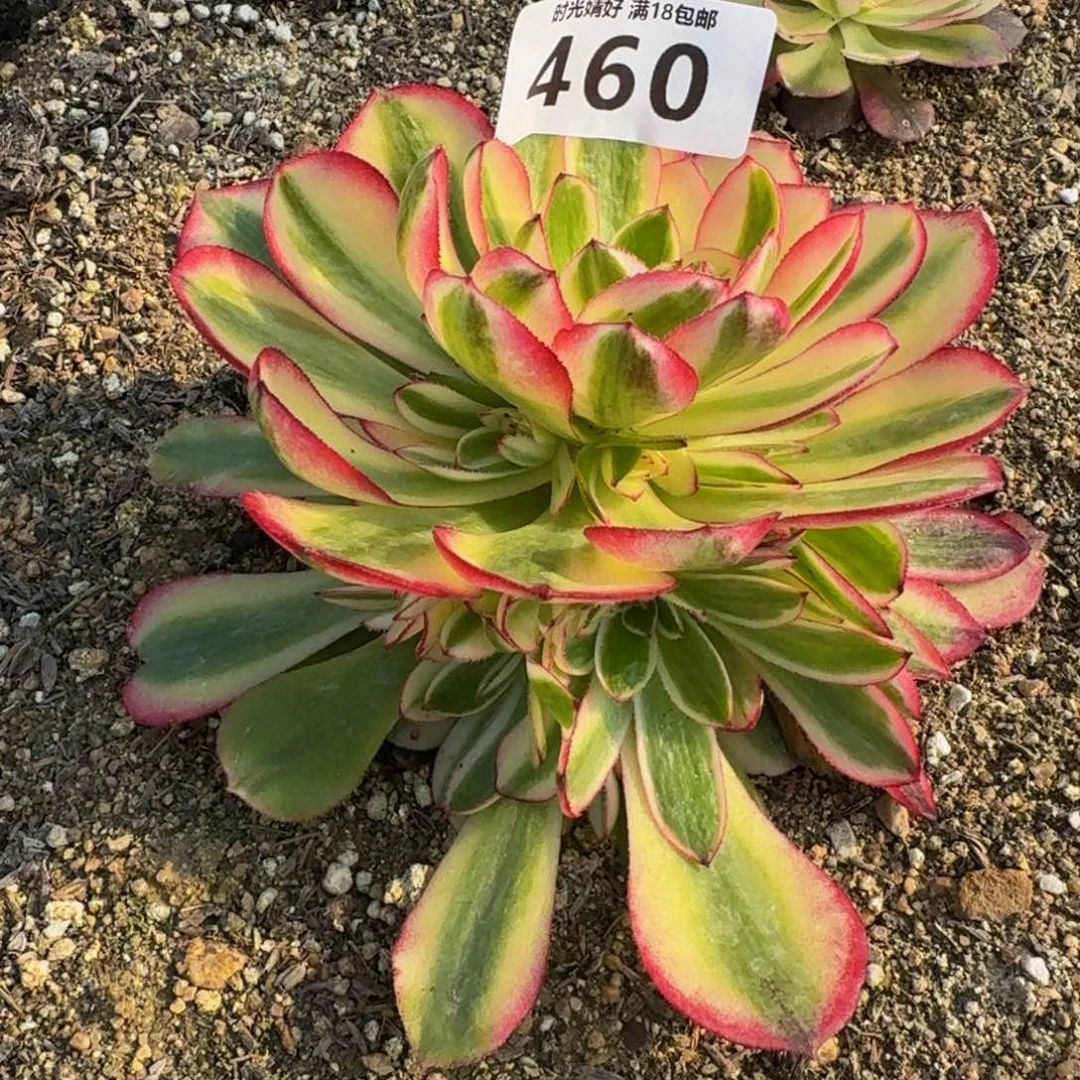 460荔枝。多肉植物