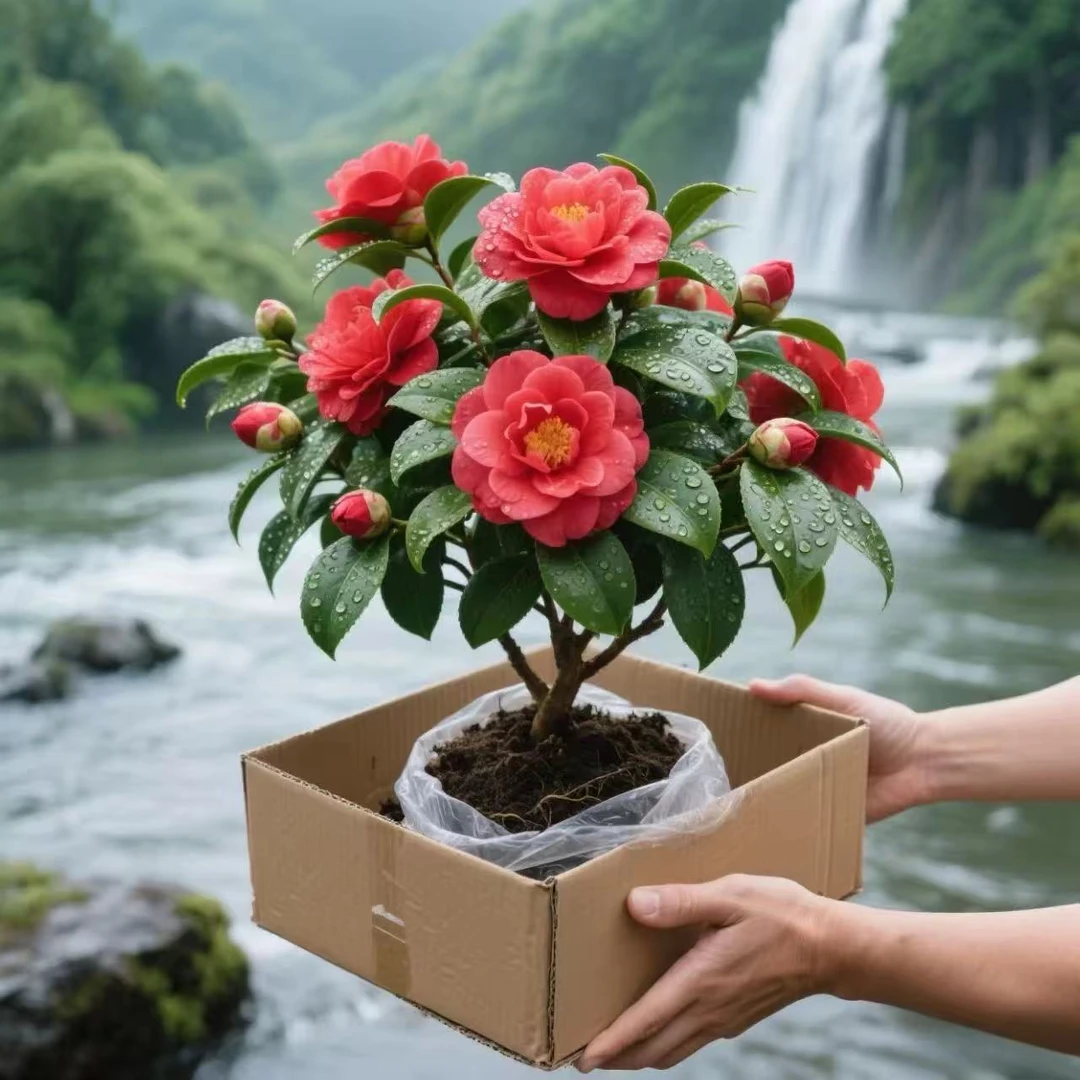 茶花盆栽赤丹带花苞山茶花树苗香妃茶花室内室外花卉绿植