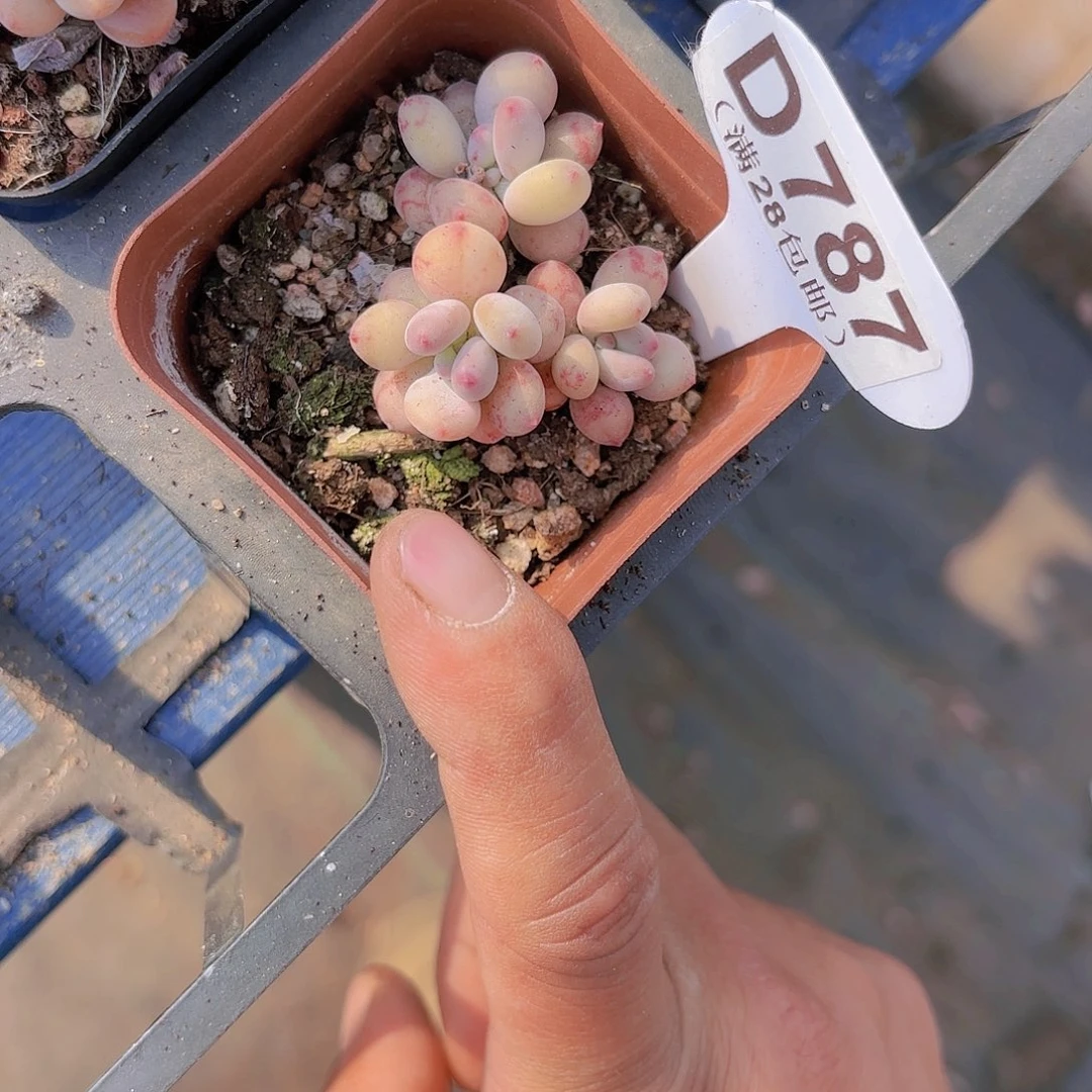 D787苹果奶一物一拍