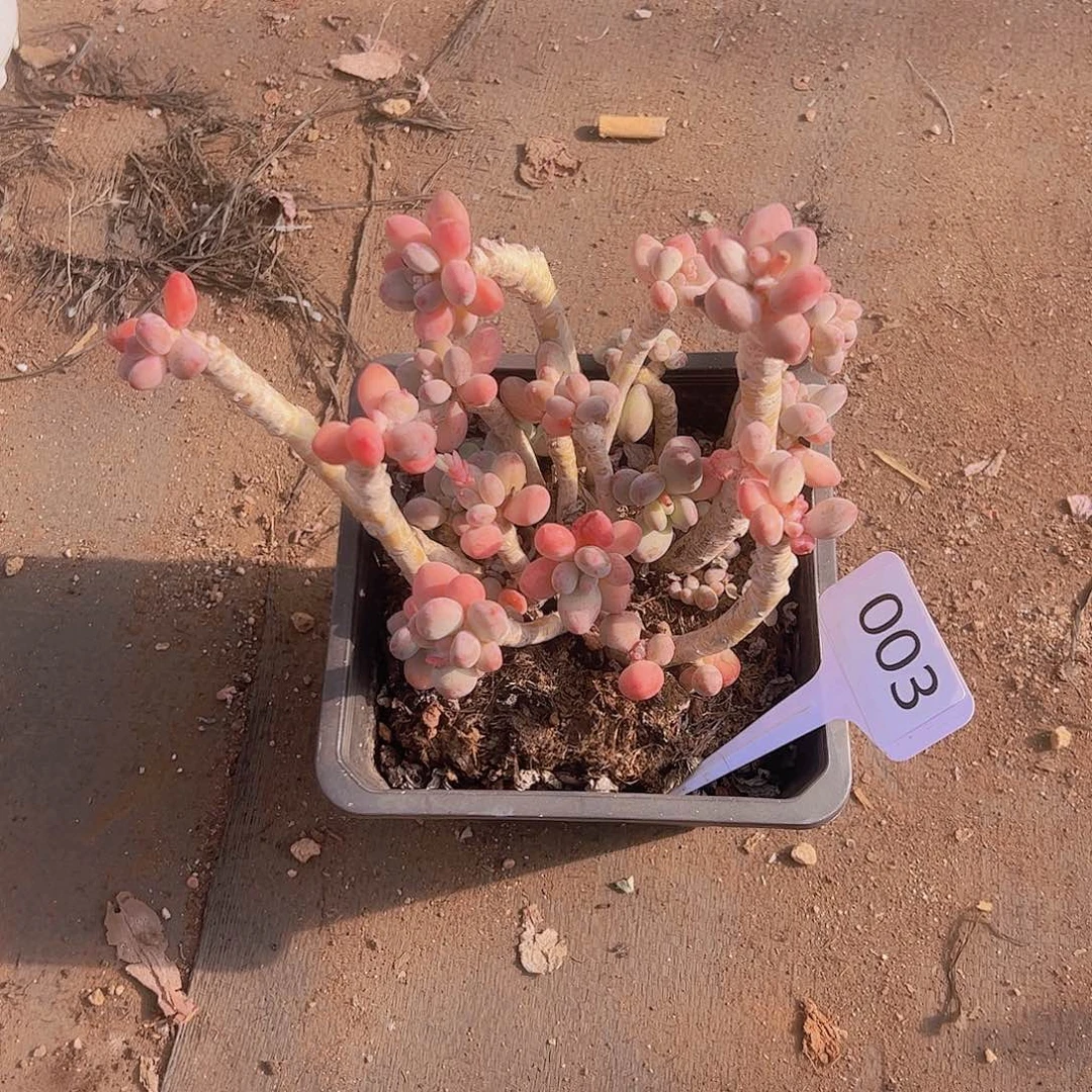 r***i003苹果美人15不售后