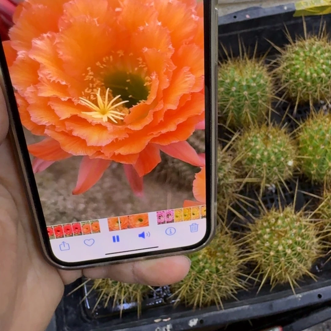 268毛29歪无根侧牙5公分左右，20包邮