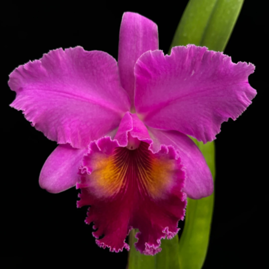 归仁1号-杂交总卡特兰