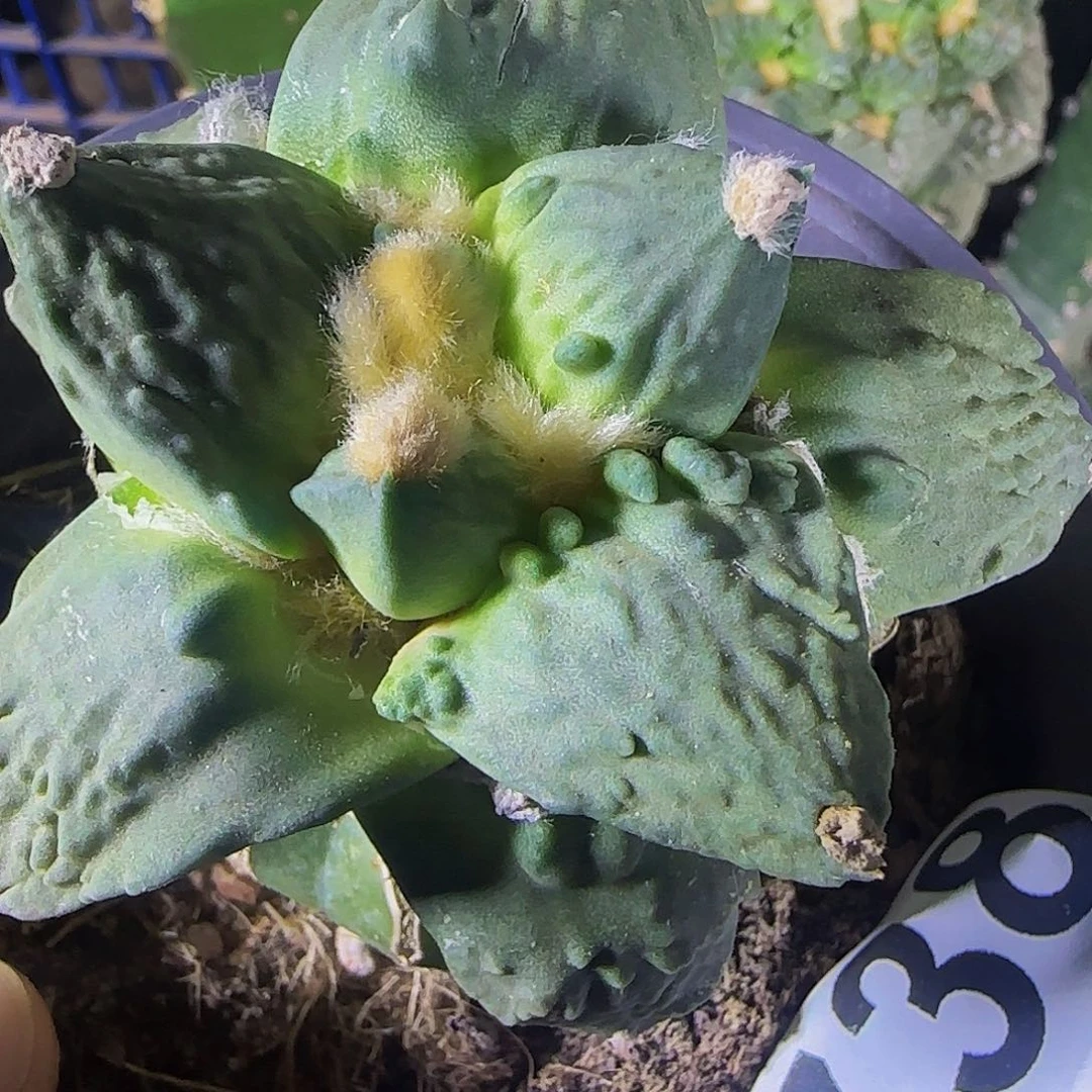 瘤尤怒738仙人球开花