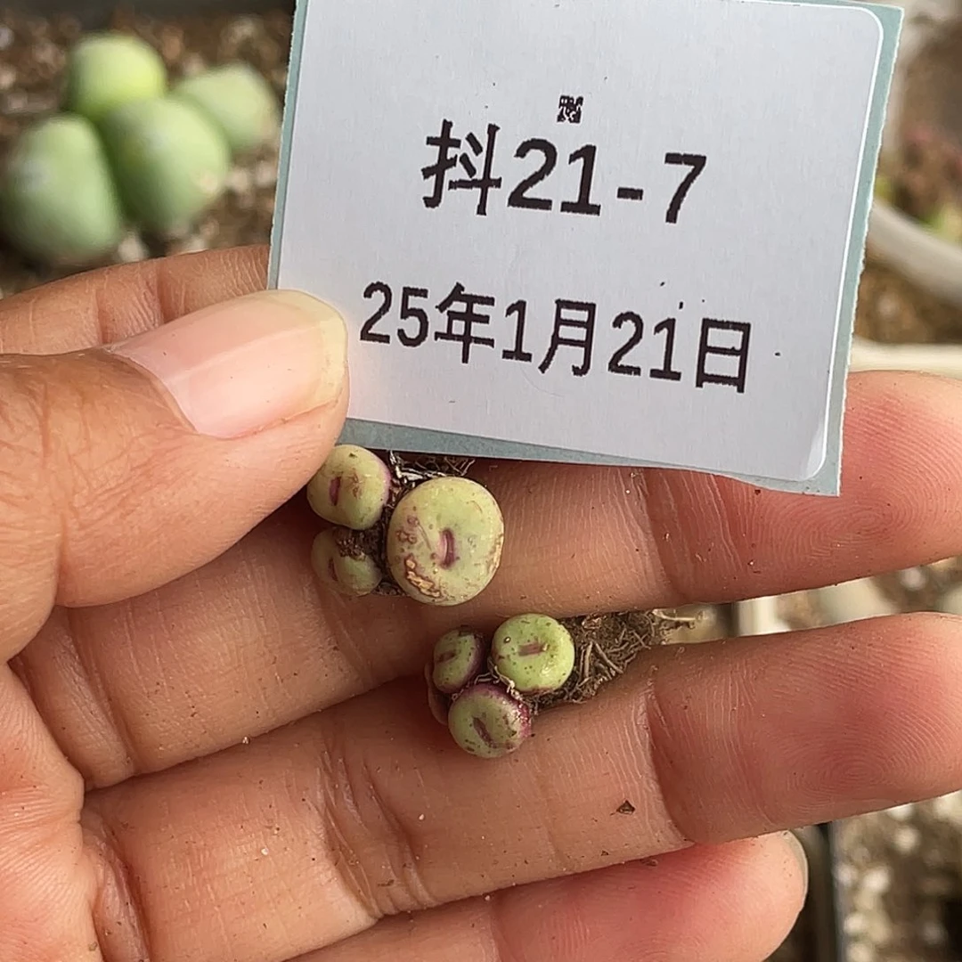 5**921-7肉锥多肉植物