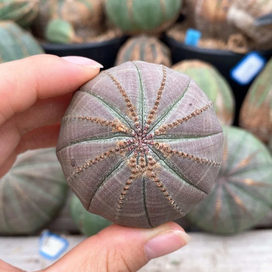 2欧系实生布纹球一物一拍