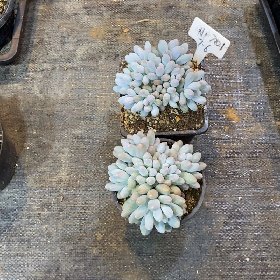 茉***)自然群7821，两个126699