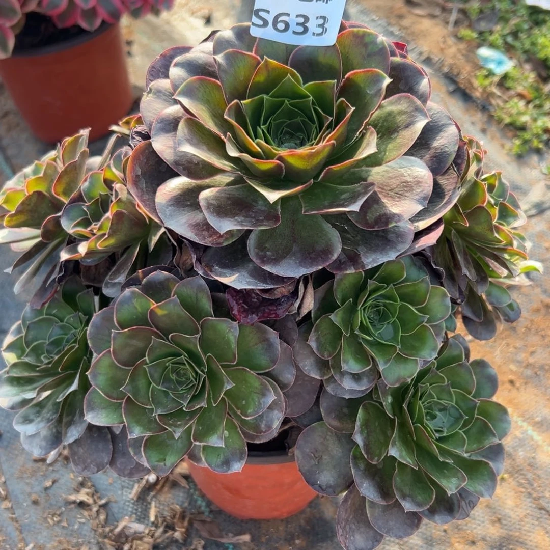 633魅金，满20包邮