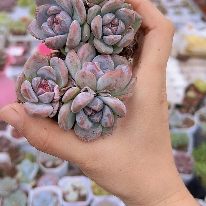 溏心石榴籽19包邮