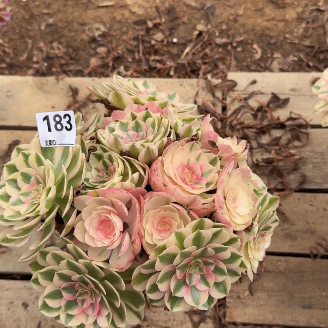 183倾城多肉植物