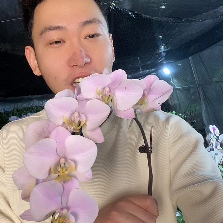 无花朵萨利奈斯花后