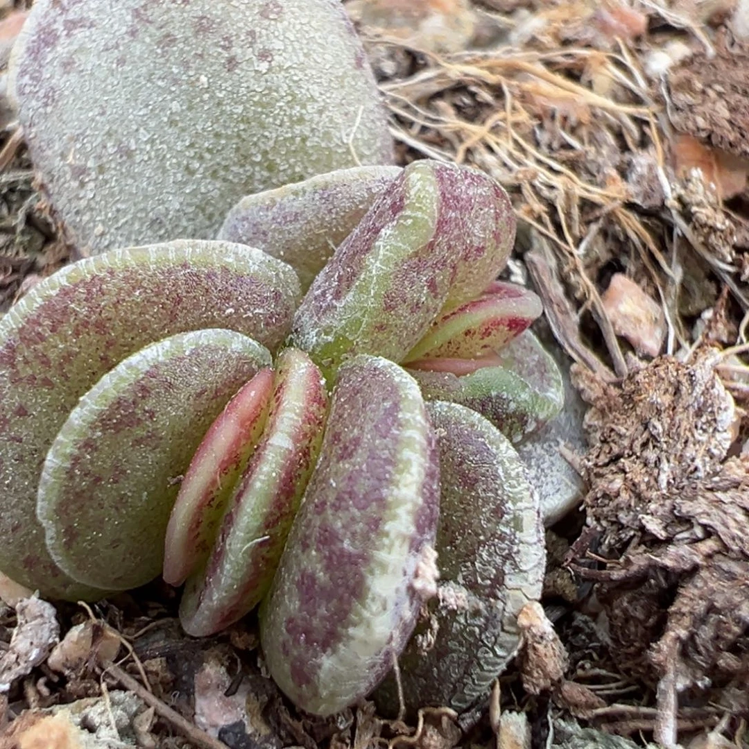漾***²变异飞碟海豹多肉植物水泡