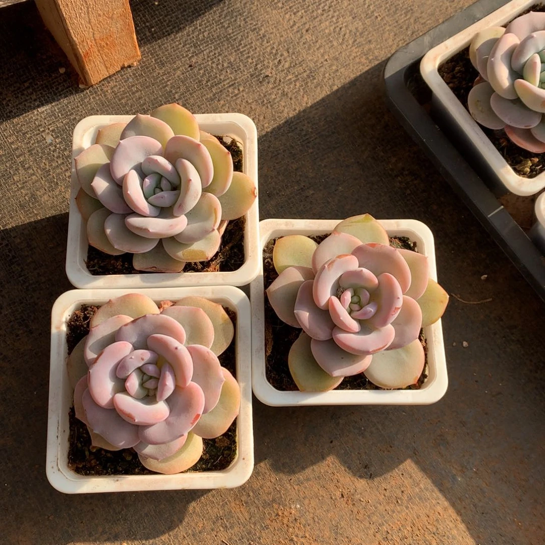 红*手红酥手0000000000000000