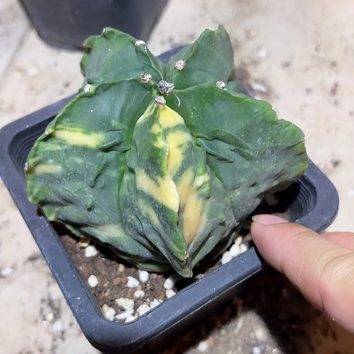 无花朵核桃鸾凤玉有瑕疵