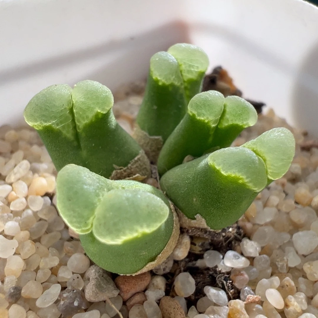 250优选sb805烧粉佛肚翻窗群生母本折后价