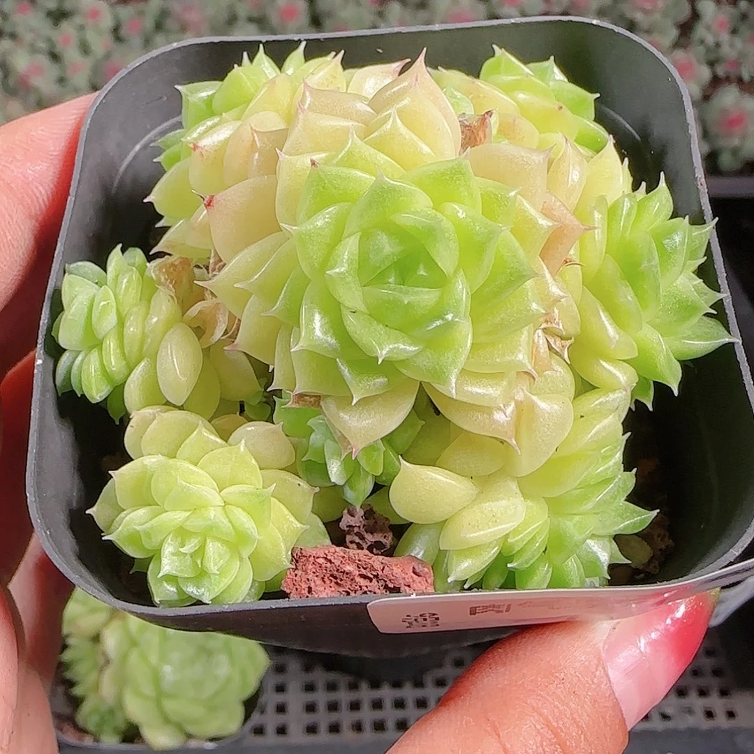 0923-151eko麦秆优选不包整
