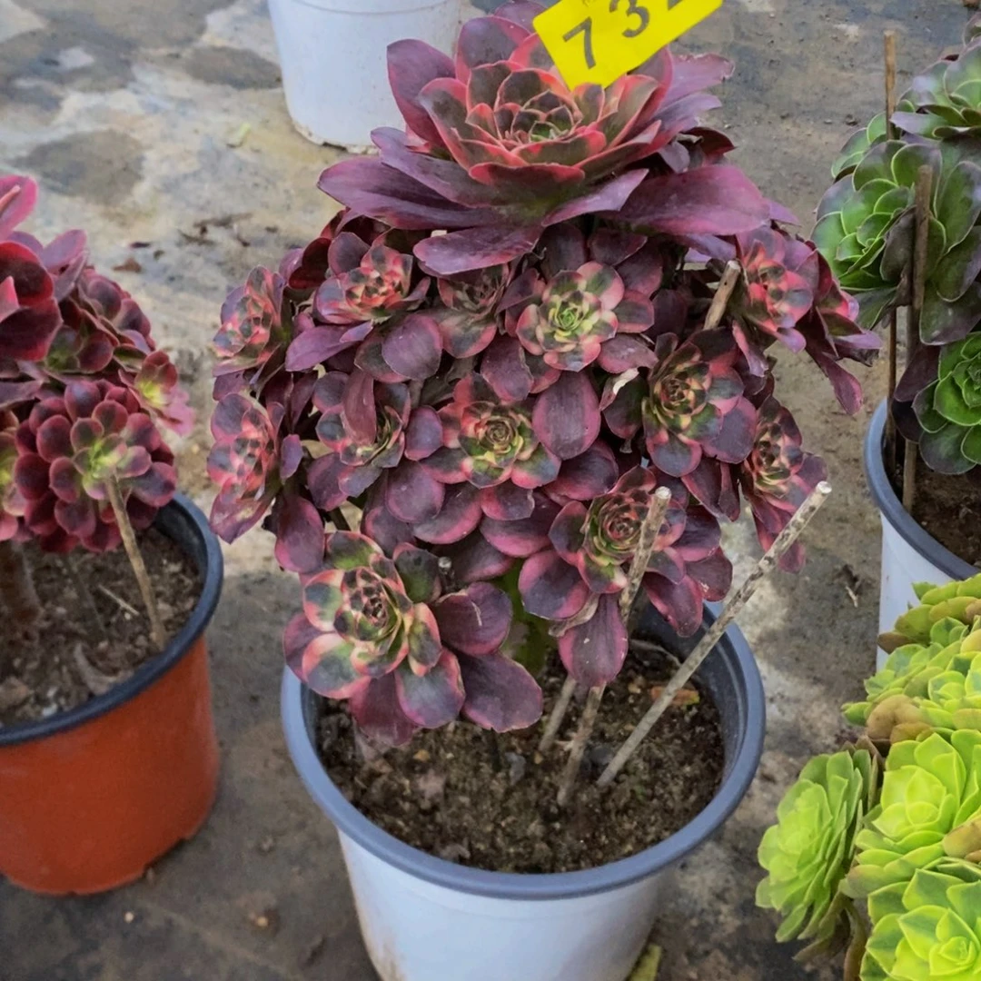 @***9多肉纳福73200000