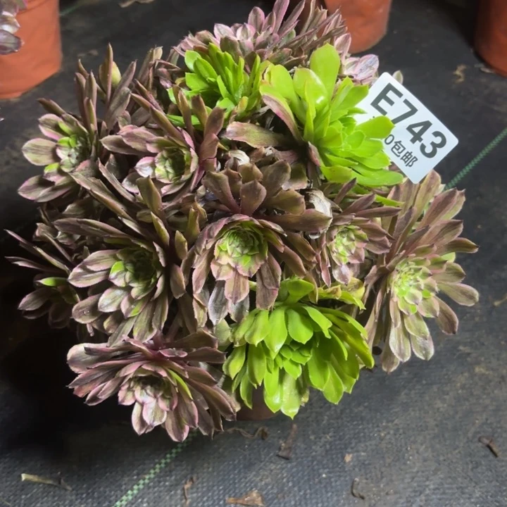 瑞妈一物一拍743