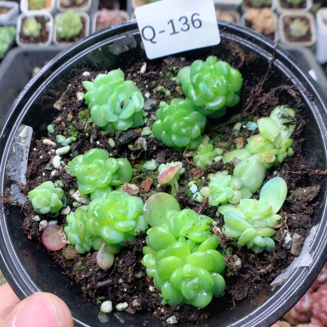 无花朵Q136用英语英语yyyy