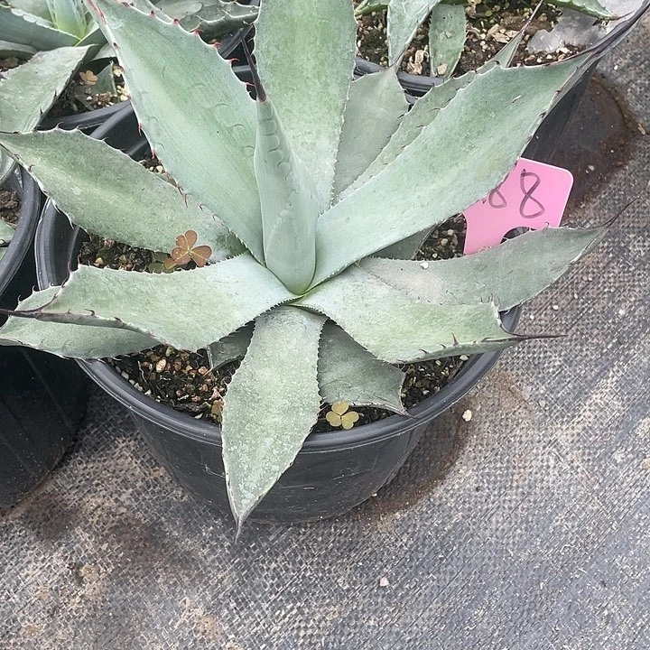 无花朵虚空韦非尔德