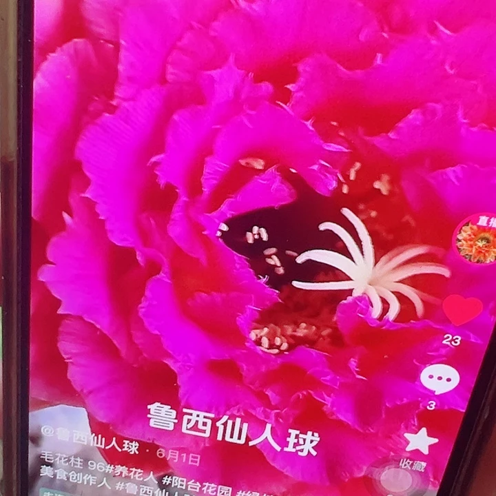 毛花柱  96 有根 瑕疵