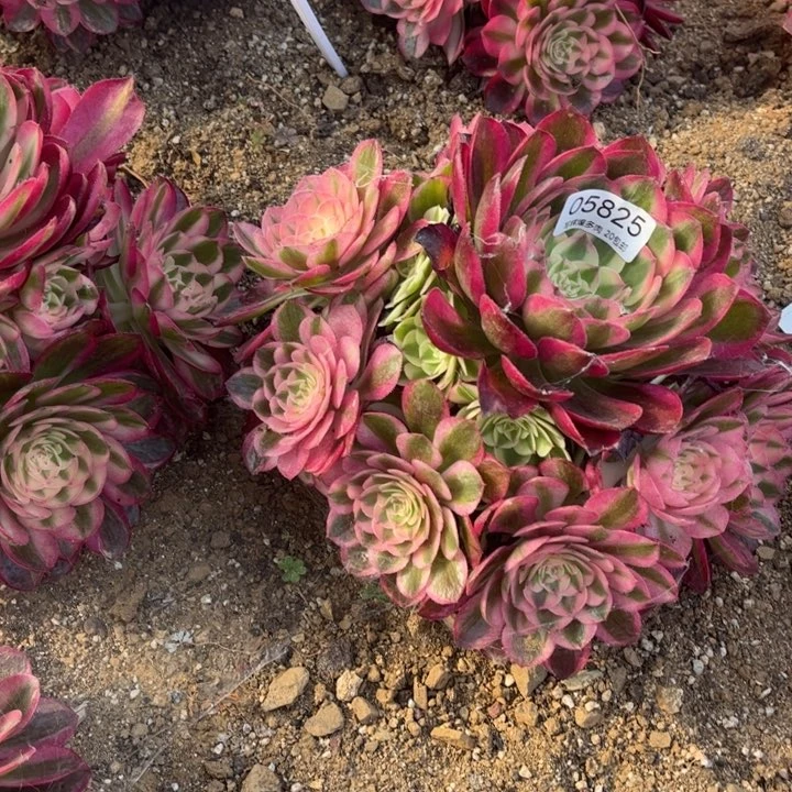 05825荔枝多肉植物