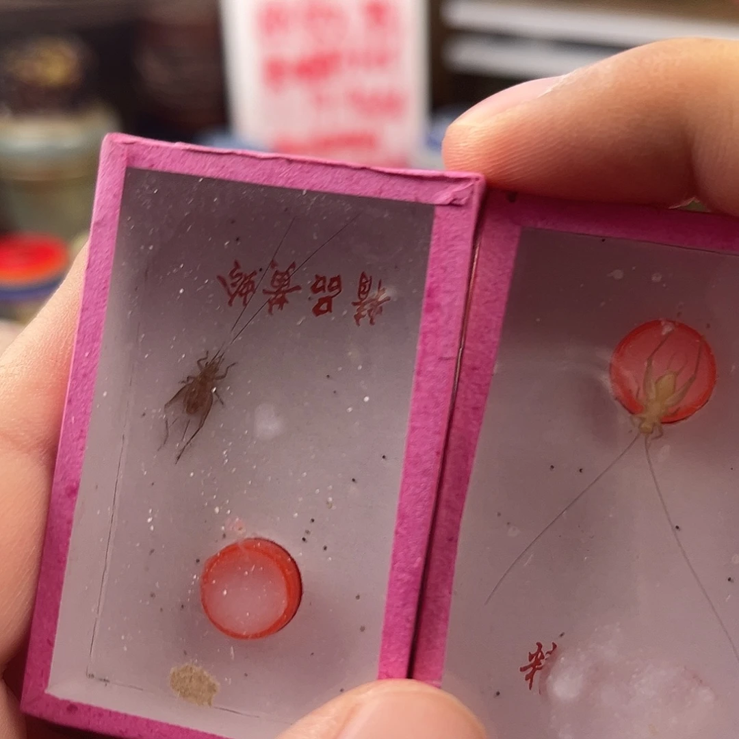 两条中长须中黄蛉