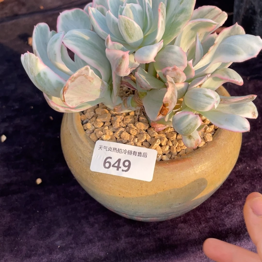 一***i649伯克利锦群生多肉植物