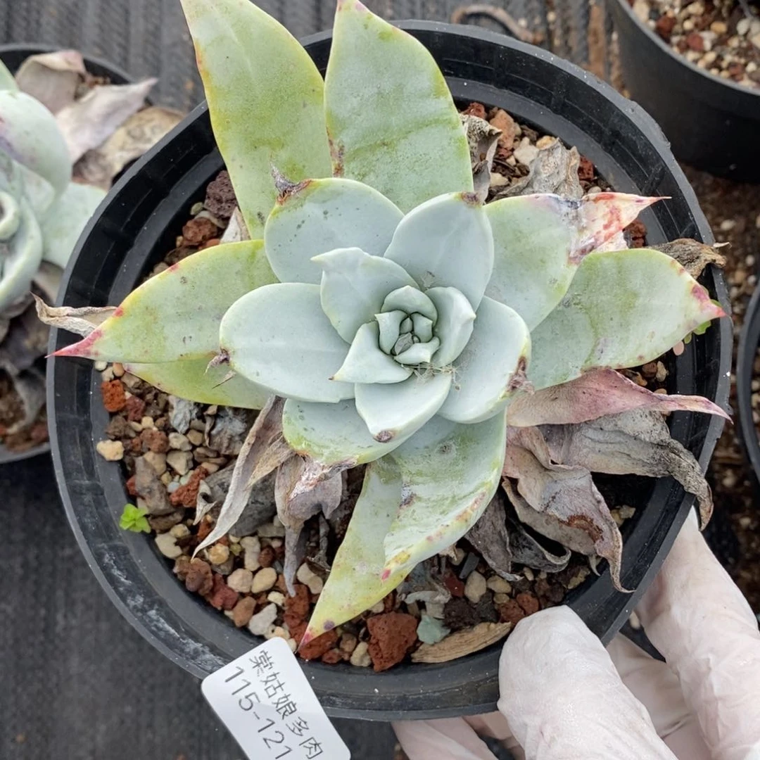 121号普西菲克小可爱